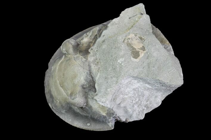 Wide Enrolled Isotelus Trilobite - Ohio #85631